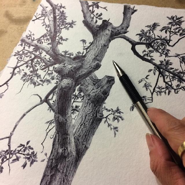 素描创作——野外树木写生