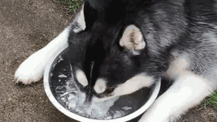 这样的二哈你见过吗?当哈士奇秃成