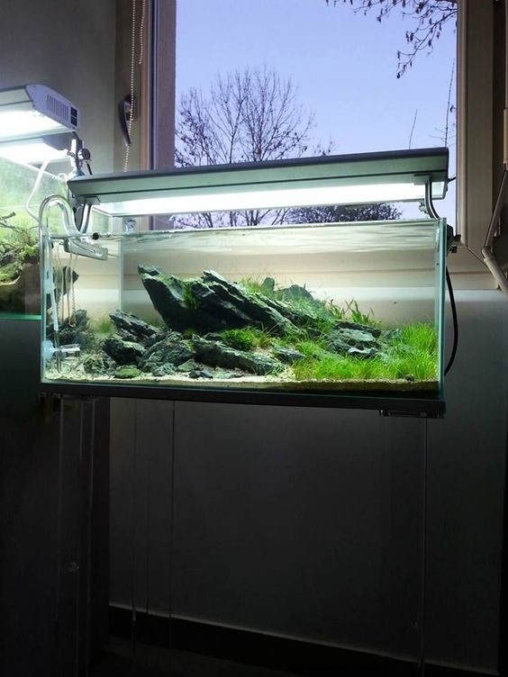 鬼斧神工的鱼缸造景,不养鱼,只看鱼缸,此生足矣