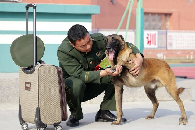 军人是最可爱的人,那最可爱的狗呢?兵爸爸退伍军犬紧咬行李不放