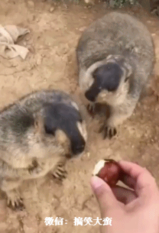 搞笑gif趣图:妹子的哥哥出现之前,她还是个王者!