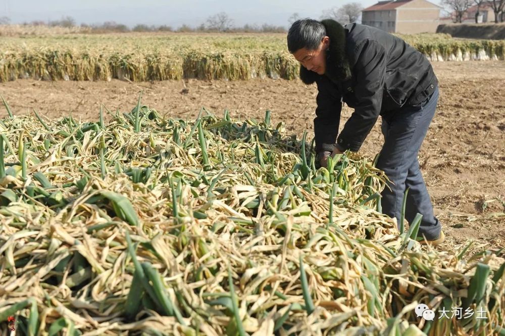 大葱价低难回本:葱农囤2000吨苦撑 希望上冻后