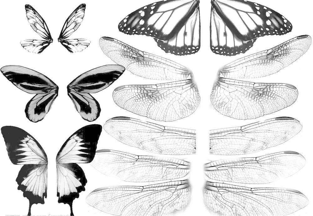昆虫的翅膀是由向两侧扩展成的侧背叶发展而来的.