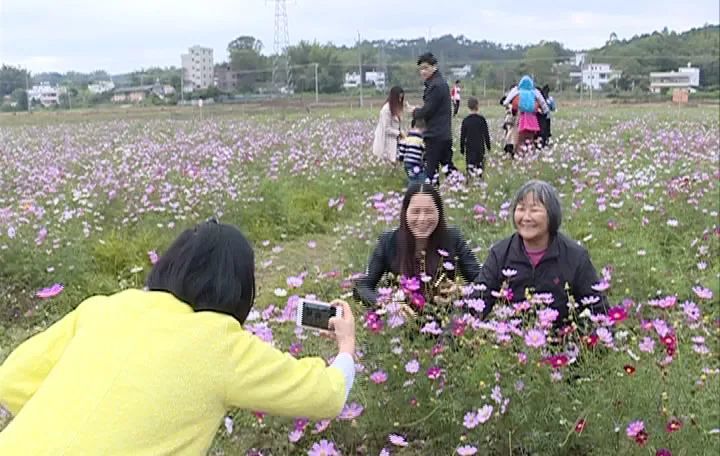 快来龙川县通衢镇,这里有一片幸福花海