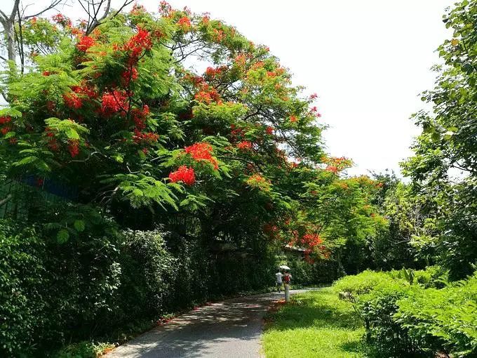 深圳15个最适合一日游的景点…人少景美还免费！