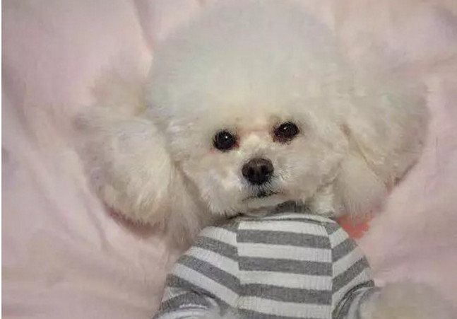 逗逼主人给狗狗换发型,发型剪成这副鬼样子,狗