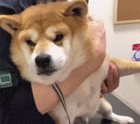 壁纸 动物 狗 狗狗 200_177 gif 动态图 动图
