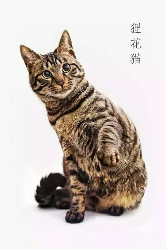 狸花猫——国外一猫难求,国内遍地流浪