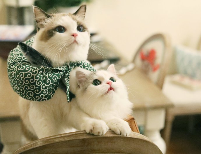 这一组小奶猫迅速在网络上蹿红,只因为其模样过于呆萌
