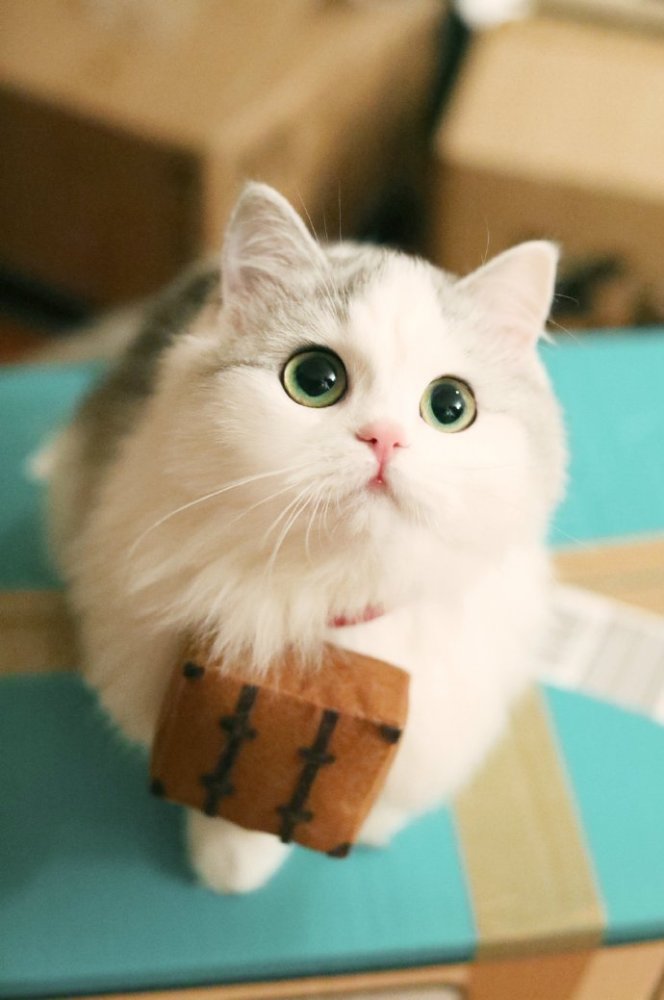 这一组小奶猫迅速在网络上蹿红,只因为其模样过于呆萌