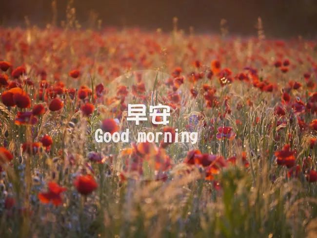 朋友圈早安语录 朋友圈早安图片