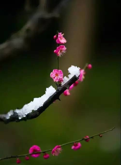 傲雪寒梅,见风骨!