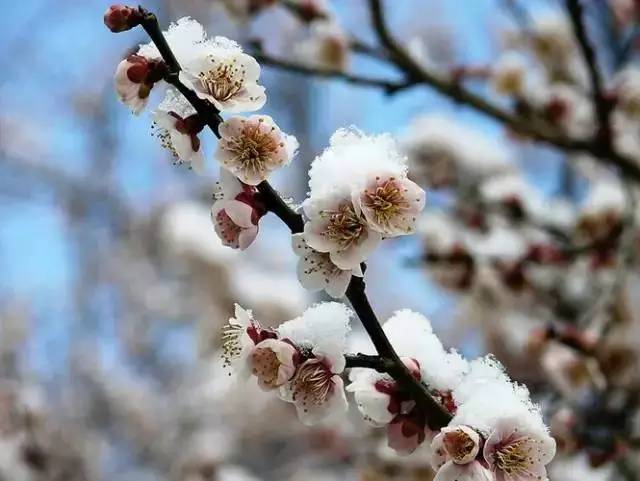傲雪寒梅,见风骨!