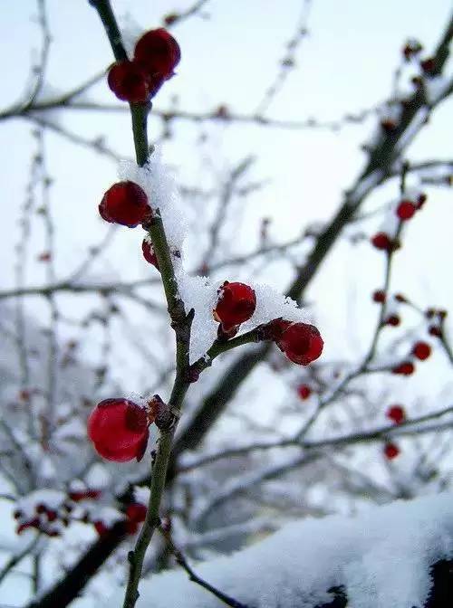 傲雪寒梅,见风骨!