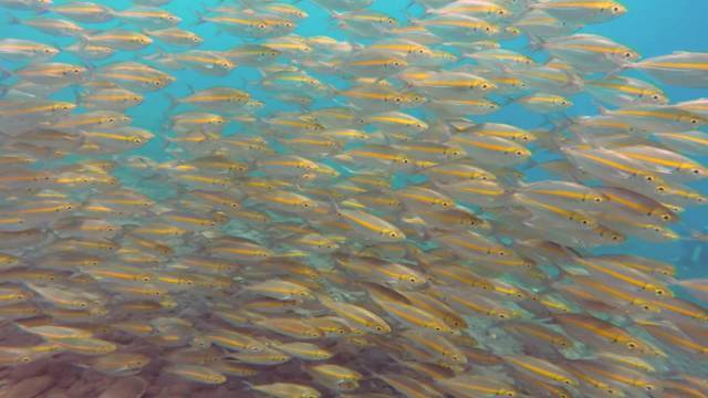 巴厘岛火山警报1月解除,机票便宜得我想哭怎么