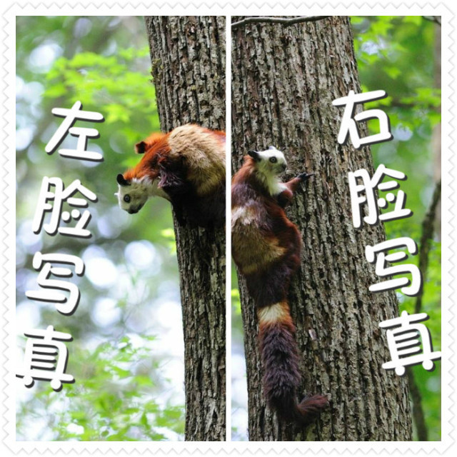 palm,有一种体型最"迷你"的猴子吗?
