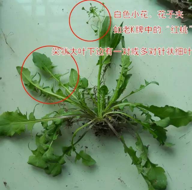 因为有很多和荠菜形态相似的野菜和野草,所以荠菜很容易认错.