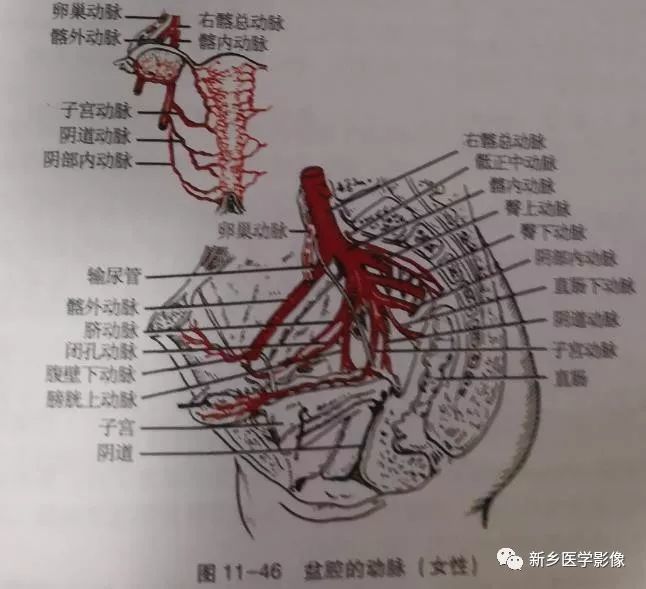 髂内动脉,髂外动脉,下肢动脉