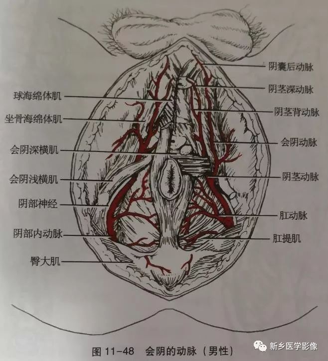 髂内动脉,髂外动脉,下肢动脉