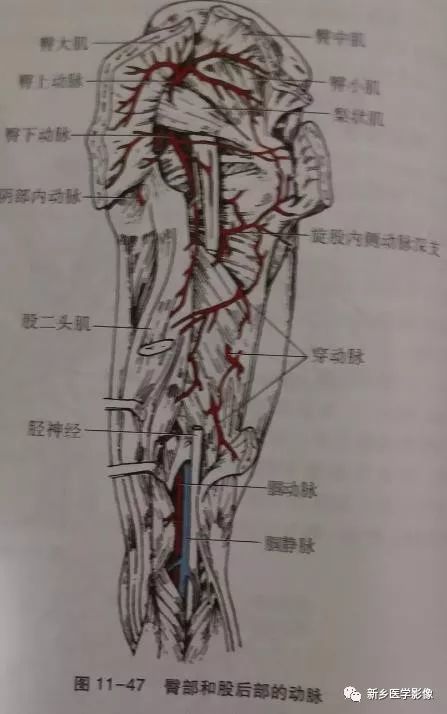 胫后动脉主要分支为腓动脉.