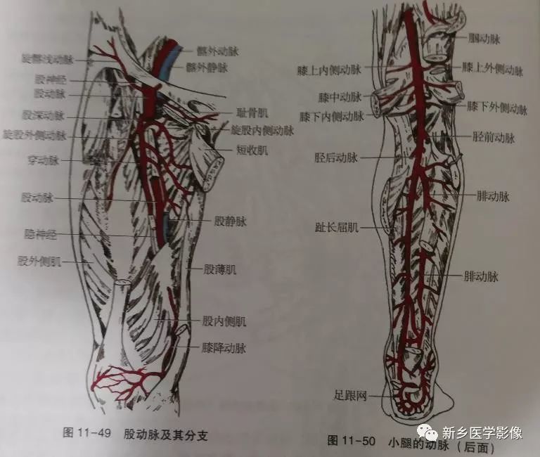 髂内动脉,髂外动脉,下肢动脉