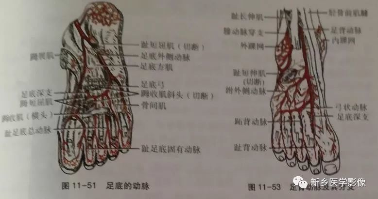 髂内动脉,髂外动脉,下肢动脉