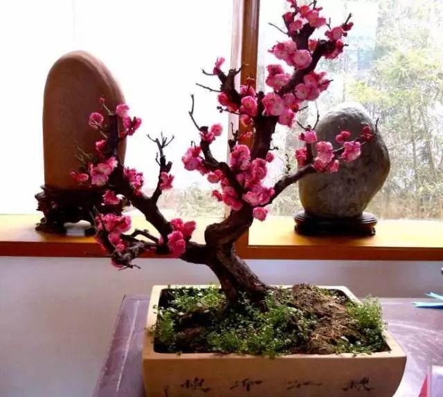 "梅花是中国十大名花之首,在严寒中,梅开百花之先,独天下而春.