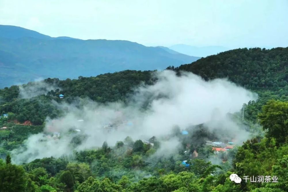 是西双版纳有名的茶叶产地.