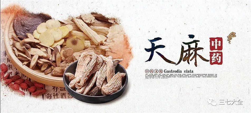 中医认为,天麻性微温,药味属于甘辛,归肝经,有熄风止痉,平潜肝阳的