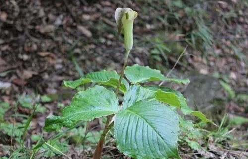 中风口眼歪斜、破伤风?1种中药就能治,祛风定