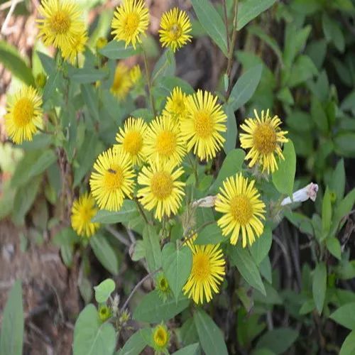 中风口眼歪斜、破伤风?1种中药就能治,祛风定