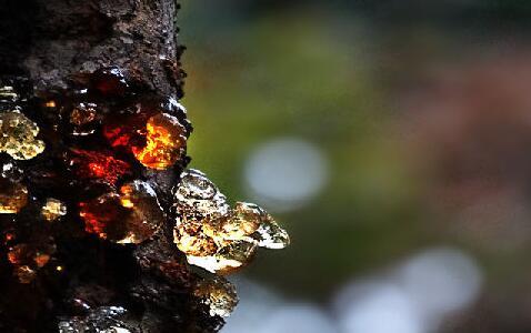 吃桃胶养颜美容，有没道理？