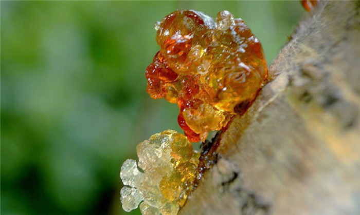 吃桃胶养颜美容，有没道理？