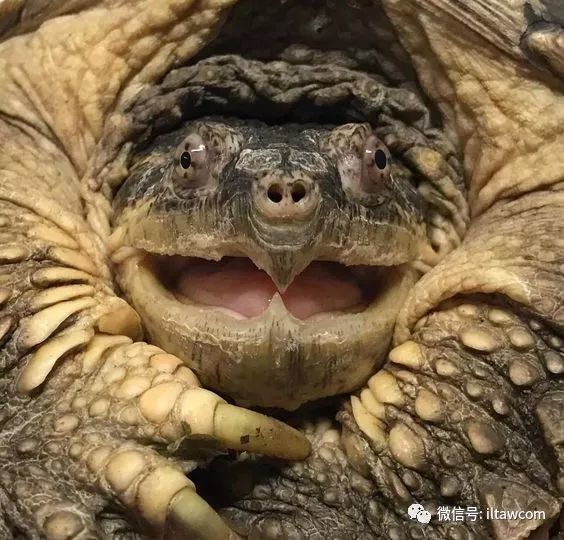 千年神龟?别骗人了