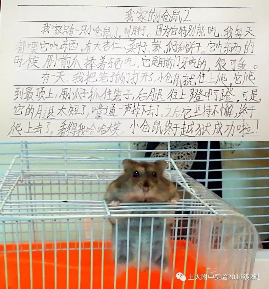 小猫每天都要看一会小仓鼠,所以我让她把小仓鼠写了一系列的小作文
