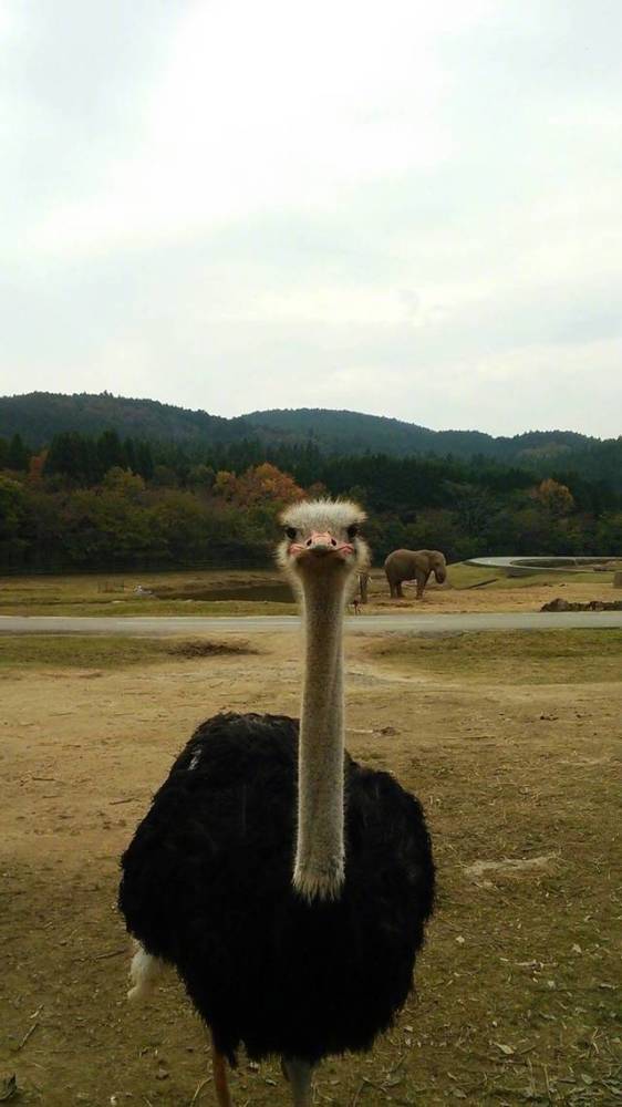 一位岛国的摄影师,打算拍几张大象的照片,可是他的动作引起了路过的