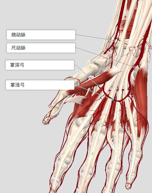 末端构成掌深弓 这块没什么重点,都不常考 髂总动脉分支为髂内动脉和