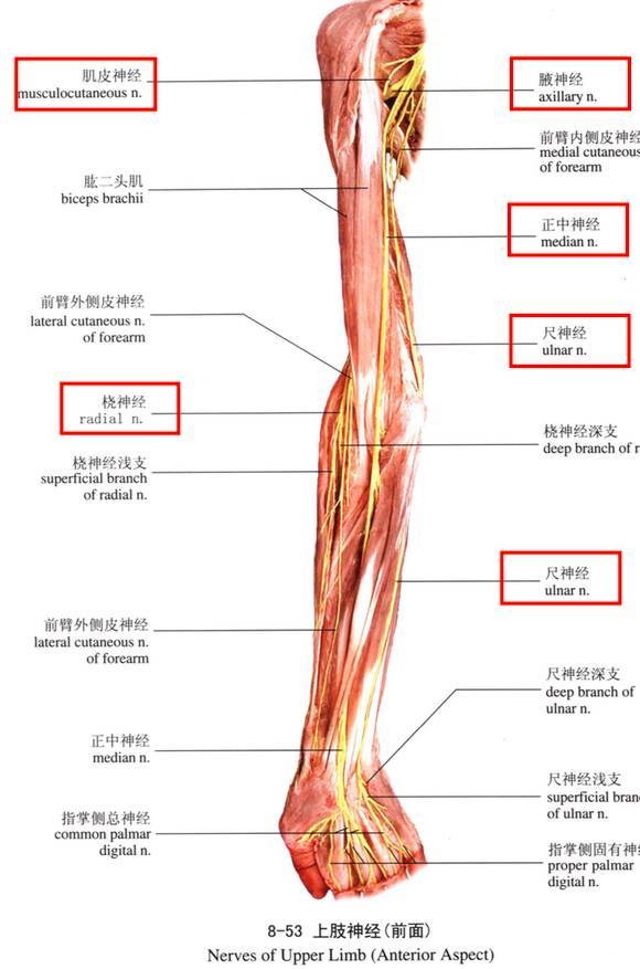 但以前考过头静脉(上肢)和大隐静脉(下肢),应注意 眼外肌 腋神经:穿