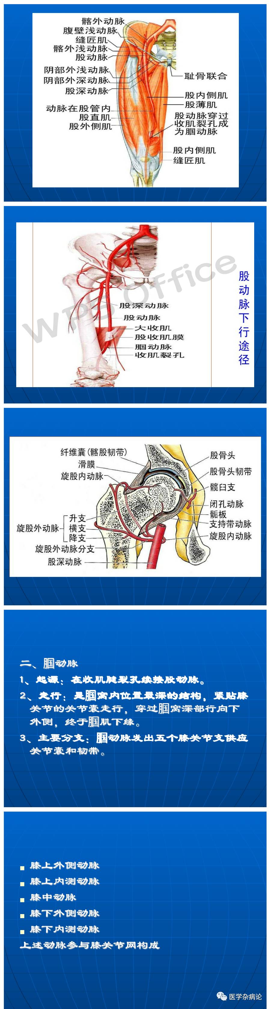 下肢动脉的解剖图及详细内容!