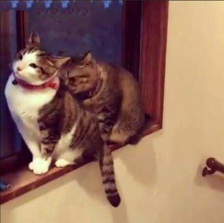 一只猫给另一只猫舔毛,莫名其妙就被打了,喵星人真是神经病