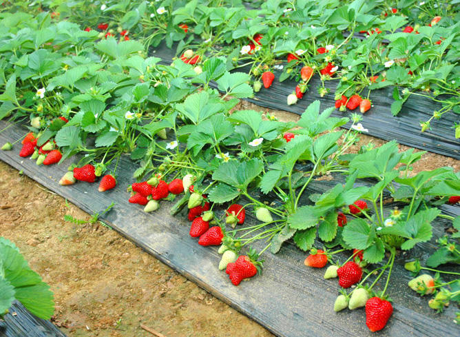 这里的草莓生长环境佳,口感较好.