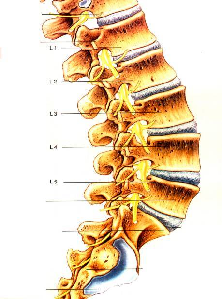 成人腰椎管形态示意图 四 解剖特点 l1以下脊髓变为马尾神经,向下,后