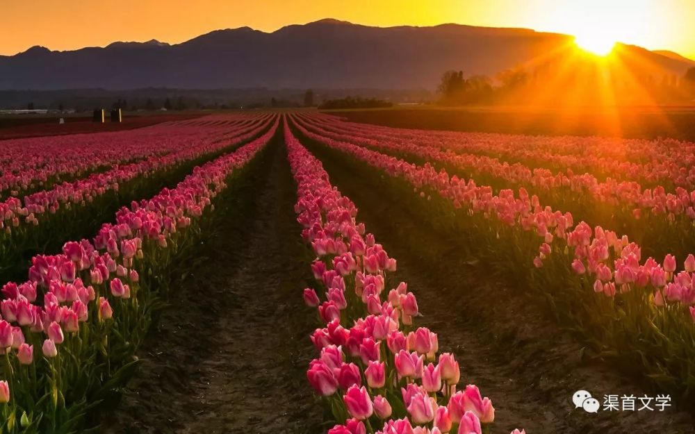 淅川四剑客:丹江波浪,丹阳居士,九月,和风细雨诗