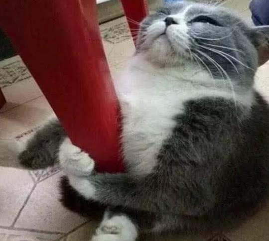 猫咪不想去洗澡,紧紧的抱着凳子腿撒娇,最后被拖走时满脸的绝望