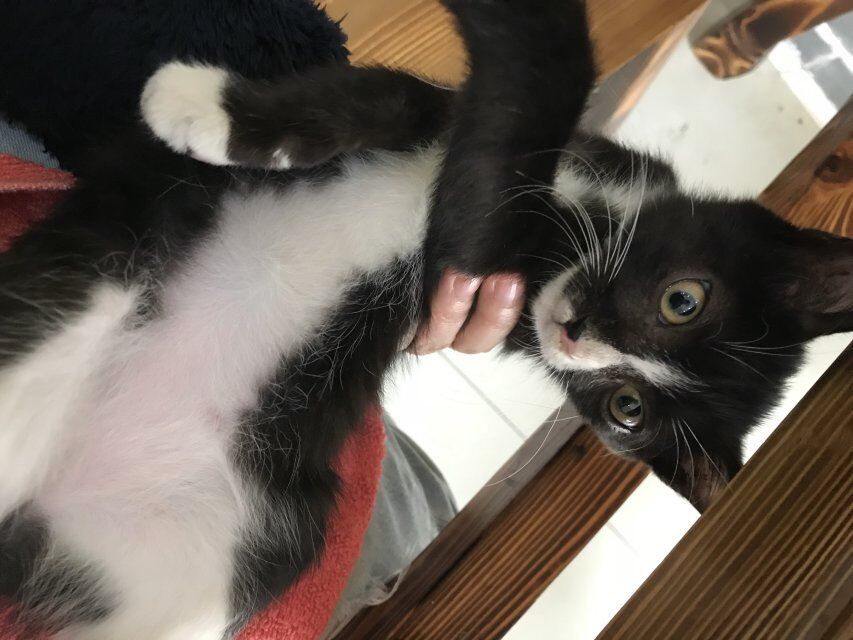 训猫必备:怎样让猫知道你生气了?养猫必学啊!