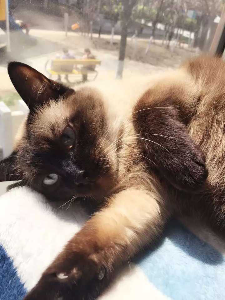 训猫必备:怎样让猫知道你生气了?养猫必学啊!