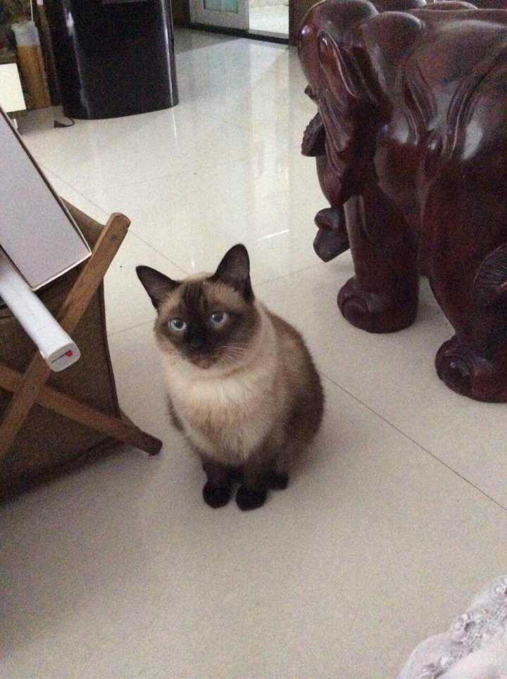 训猫必备:怎样让猫知道你生气了?养猫必学啊!