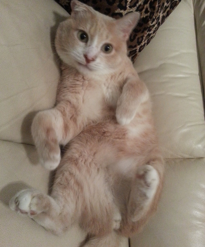 训猫必备:怎样让猫知道你生气了?养猫必学啊!