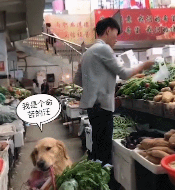 主人带金毛买菜,连续两天下来累坏了,金毛:明天不来了