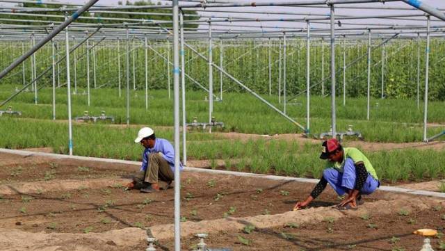 中国人种菜天赋惊呆老外!塑料瓶、阳台、沙漠